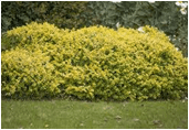 Berberis