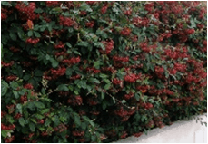 Cotoneaster/franchette lacteus