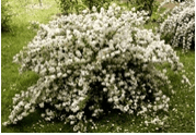 Deutzia