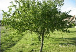 Pommier sauvage