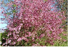 Pommier à fleurs