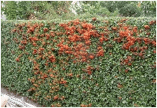 Pyracantha