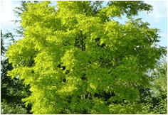 Robinier faux acacia