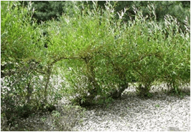 Saule