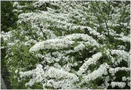 Spirée de printemps