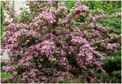 Weigelia
